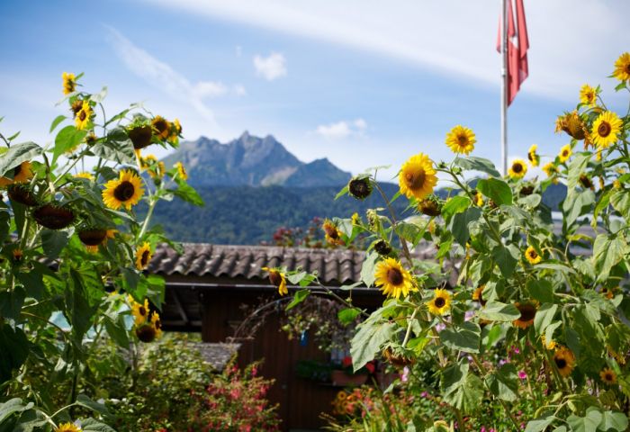 LuzernPlus_©FrancaPedreazzi_LuzernSüd_Schrebergarten_201130_ (5).jpg